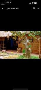 une photo d'une maison avec un arbre dans l'établissement Nhà lá Miền Tây Việt Nam, 