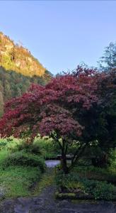 a tree with purple leaves in a field at Lovely Home In Sauda With Wifi in Sauda +10 photos
