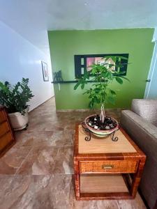 a living room with a potted plant on a table at Daisy'Hause 2 to 6 people, ideal for your family in Carolina
