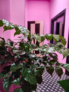 a green plant in a room with a pink wall at Krishna guest House luxury stay in Ayodhya - 600 meter away from ram mandir in Ayodhya