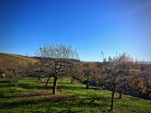a group of trees in a field of grass at Golfblick in Bekond