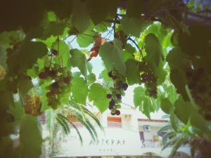 a bunch of grapes hanging from a tree at Asteras hotel in Hanioti