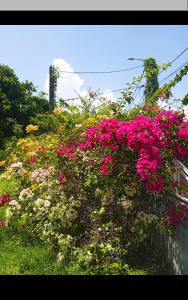 a bunch of flowers growing on a wall at Les jardins de VALENTIN in Le Gosier