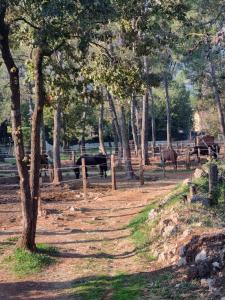 a group of animals in a field with trees at Mobile-Home 6 places Nans les pins in Nans-les-Pins