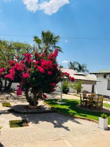 un árbol con flores rosas en un patio en Selamu Accommodations, en Windhoek