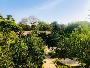 a group of trees and bushes in a field at Princess Eco Lodge & Garden in Kartung