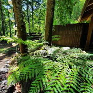 uma grande planta verde em frente a uma cabana em Domos Conguillío - Cabaña en el bosque em Melipeuco
