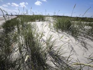 a sandy beach with tall grass on top of it at Luxury Spa Retreat by Golf - By Traum Ferienwohnungen in Bunken
