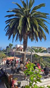 people sitting in chairs under a palm tree at Hotel 251 in Viña del Mar +26 photos