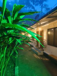 a house with a green plant in front of it at CLOUD HUG'S COUPLES STAY Rooms Vagamon in Vagamon