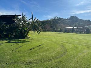 a field with a palm tree in the middle of it at Wheatstone Hideaway in Gisborne
