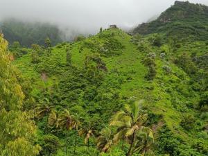a lush green hill with palm trees on it at Tiny House Ribeira Principal in Mato Correia +9 photos