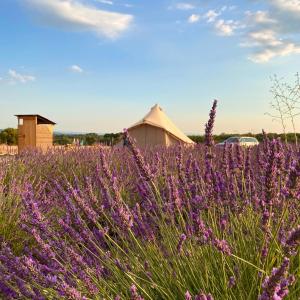ヴァロンソルにあるLes lavandesのユルトの前の紫色の花畑