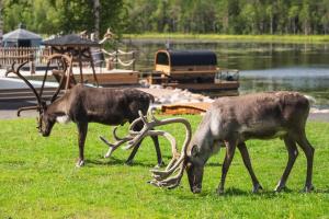 Fotografie z fotogalerie ubytování Aito Igloo & Spa Resort v destinaci Rovaniemi