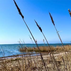 Una playa con césped alto y vistas al océano en Ferienhaus NILO, en Nisdorf