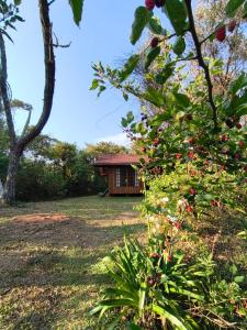 a house in the background with a bush with flowers at Chalé Candeia no Matutu in Aiuruoca +6 photos