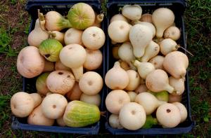 two baskets full of onions sitting on the grass at Casa L&M in Lajes das Flores +43 photos