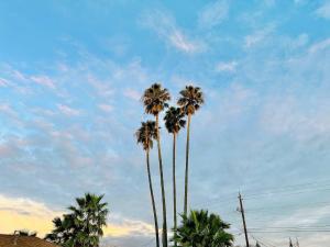a group of palm trees against a blue sky at Studio with a kitchenette in an updated motel in Basse-Terre