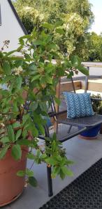 a bench and a potted plant on a patio at Gemütlichkeit in Heltersberg