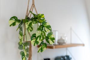 une plante verte suspendue à un mur dans l'établissement Dock 53, à Heikendorf
