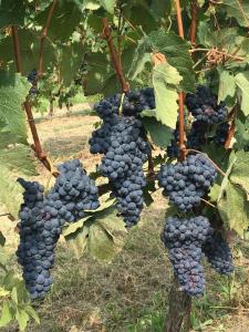 a bunch of grapes hanging from a tree at Casa Nizza D'Oro in Castelnuovo