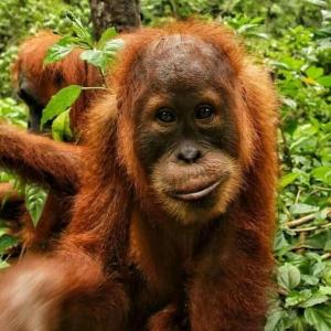 een baby-orang-oetan die in het bos zit bij Tiga dara guest house jungle trekking in Bukit Lawang
