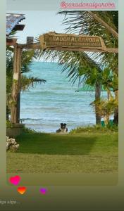 a dog laying on the grass next to the ocean at Parador Algaroba in Japaratinga