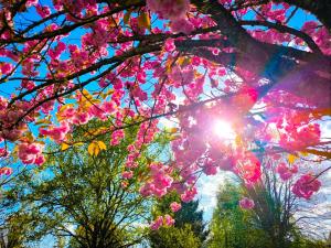 a group of trees with pink flowers on them at Studio avec terrasse in Elbeuf