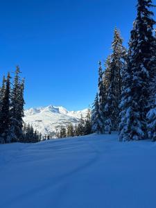 a snow covered field with trees and a mountain at Chalet Perle des Alpes in Peisey-Nancroix