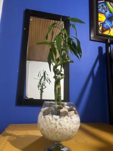 ボゴタにあるHabitaciones junto a Universidad del Bosqueの壺の植物