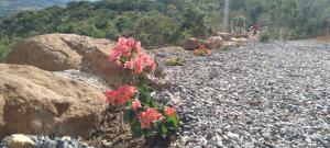 a bunch of pink flowers on a rocky road at Casa Ángel in Barichara +27 photos