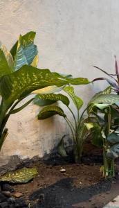 Κήπος έξω από το Casa Mi Ranchito +6 φωτογραφίες