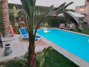 a swimming pool with two chairs and a palm tree at Villa hossam elkady in Maḩaţţat Wardān