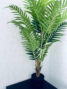 a green plant in a black pot on a table at ЖК ДрімТаун Люкс апартаменти Євродвійка in Lutsk +2 photos