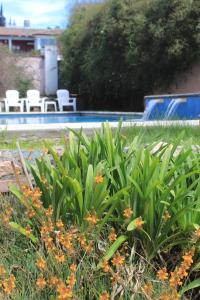 a green plant in the grass next to a pool at Alta Gracia Hotel Boutique in Alta Gracia