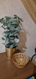 a potted plant sitting on a table next to a basket at Le Loft in Caraman