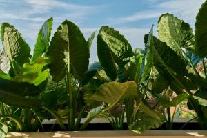 Zahrada ubytování ZunZún