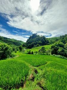 un campo de césped verde con árboles en el fondo en KowitFarmstay, en Ban Mae Pan Noi 26 fotos más