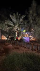 a plant in a pot in a yard at night at alula apartment in Quai