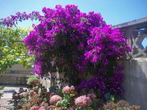 un montón de flores púrpuras en una pared en Fuente el Hayedo, en San Vicente de la Barquera
