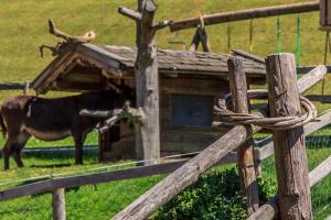 Altri animali domestici presso l'agriturismo o nei dintorni