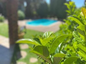 a view of a swimming pool from behind a plant at Juliet Rose Luxury Guesthouse B&B in Bloemfontein
