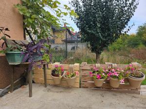 Κήπος έξω από το Urban Nest Negotin