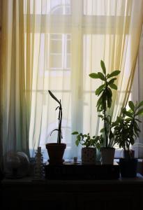 a group of plants sitting on a window sill at Rossio Hostel in Lisbon