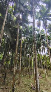 Zahrada ubytování Casa Areca