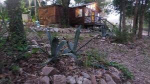 ein Baumhaus im Wald mit einer Pflanze in der Unterkunft cabaña en el bosque in Valle Hermoso