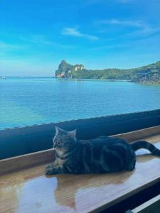 a cat laying on a window sill looking out at the ocean at The One Hostel Phi Phi Island in Phi Phi Don
