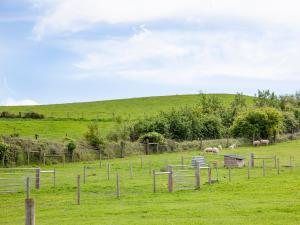 a group of sheep grazing in a field at Glamping Pod 1 in Ipplepen