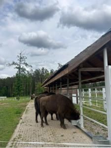 Gallery image of Błękitny Domek- dom i dwa oddzielne apartamenty in Dubicze Tofiłowce