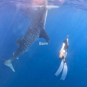 JambuにあるWhaleshark open tripのジンベイザメの隣で海を泳ぐ人